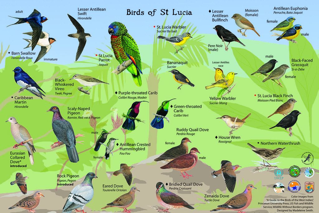 50-birds-name-in-sanskrit-and-hindi