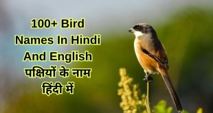 100+ Bird Names In Hindi And English पक्षियों के नाम हिंदी में