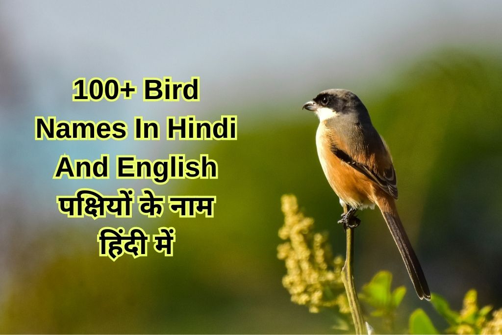 100-bird-names-in-hindi-and-english