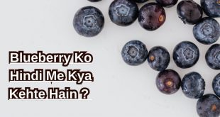Blueberry Ko Hindi Me Kya Kehte Hain