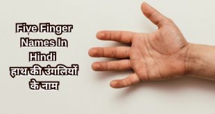 Five Finger Names In Hindi हाथ की उंगलियों के नाम