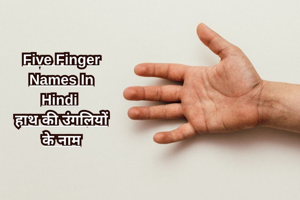 Five Finger Names In Hindi हाथ की उंगलियों के नाम