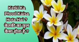 Ketki Ka Phool Kaisa Hota Hai केतकी का फूल कैसा होता है