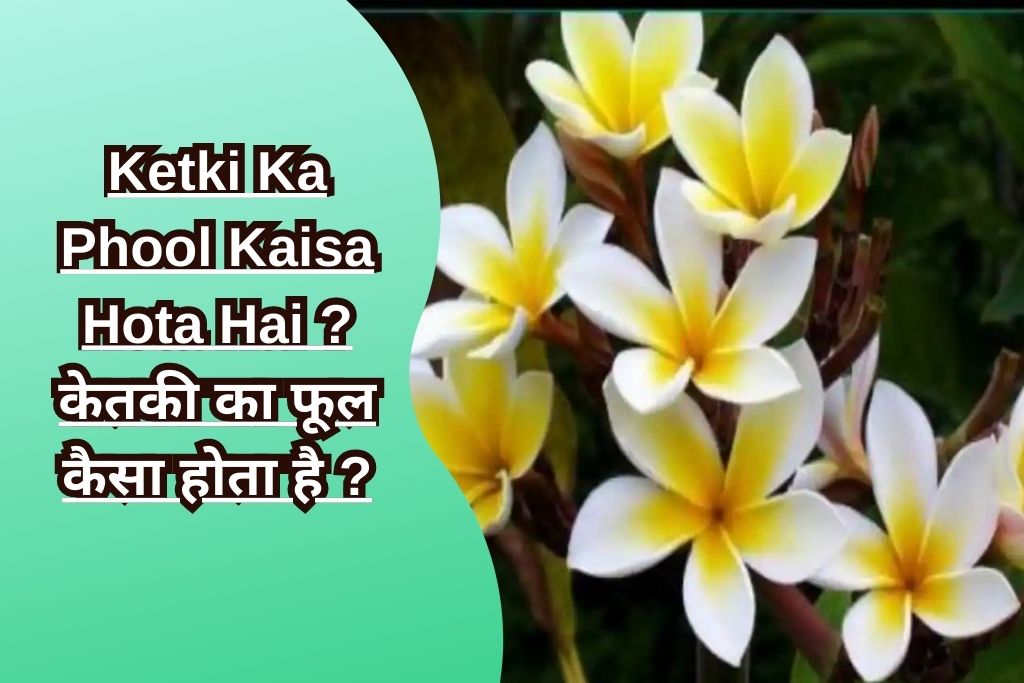 Ketki Ka Phool Kaisa Hota Hai केतकी का फूल कैसा होता है