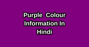 Purple Colour In Hindi